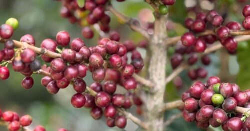 コーヒー農園主達から聞く気候変動