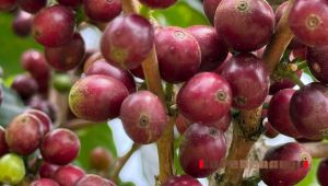 【コーヒーの品種】ベルナルディーナ (Bernardina)